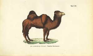  de J. W. Tenhaeff