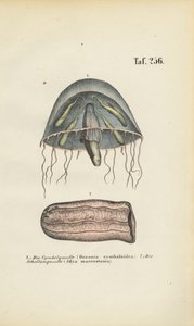 Medusas campana y medusas barril de J. W. Tenhaeff
