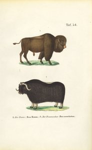  de J. W. Tenhaeff