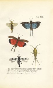  de J. W. Tenhaeff