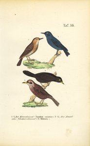  de J. W. Tenhaeff