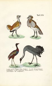  de J. W. Tenhaeff