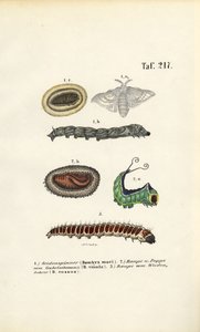  de J. W. Tenhaeff
