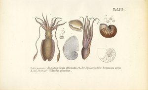  de J. W. Tenhaeff
