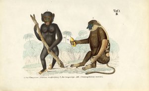  de J. W. Tenhaeff
