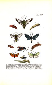  de J. W. Tenhaeff