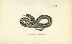  de J. W. Tenhaeff