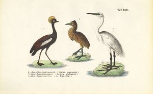  de J. W. Tenhaeff