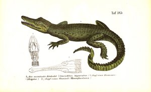  de J. W. Tenhaeff