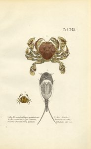  de J. W. Tenhaeff