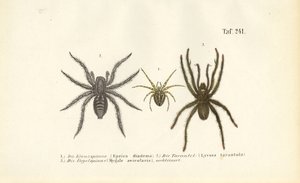  de J. W. Tenhaeff