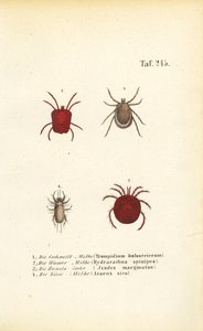  de J. W. Tenhaeff