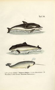  de J. W. Tenhaeff