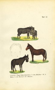  de J. W. Tenhaeff