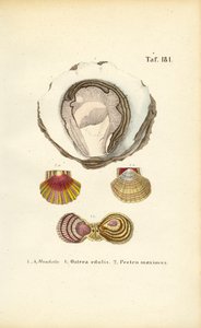  de J. W. Tenhaeff
