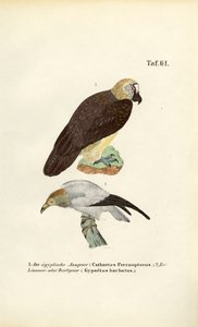  de J. W. Tenhaeff