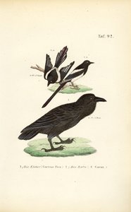  de J. W. Tenhaeff