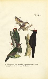  de J. W. Tenhaeff