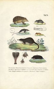  de J. W. Tenhaeff