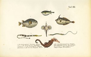 Los peces marinos exóticos y el caballito de mar