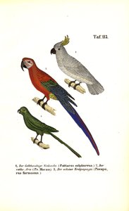  de J. W. Tenhaeff