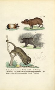  de J. W. Tenhaeff