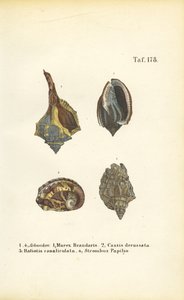  de J. W. Tenhaeff