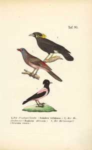  de J. W. Tenhaeff