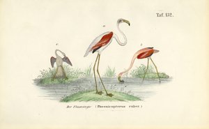  de J. W. Tenhaeff