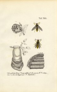  de J. W. Tenhaeff