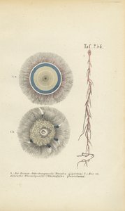  de J. W. Tenhaeff
