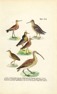  de J. W. Tenhaeff