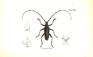 de J. W. Tenhaeff