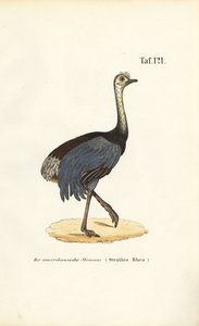  de J. W. Tenhaeff