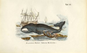  de J. W. Tenhaeff