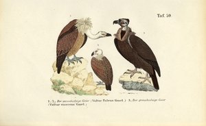  de J. W. Tenhaeff