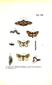  de J. W. Tenhaeff