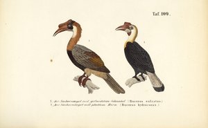 de J. W. Tenhaeff
