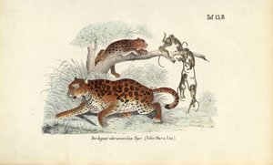  de J. W. Tenhaeff
