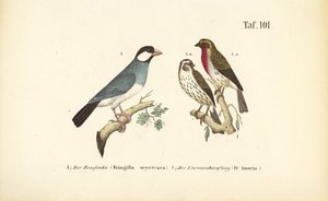  de J. W. Tenhaeff