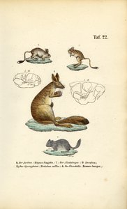  de J. W. Tenhaeff