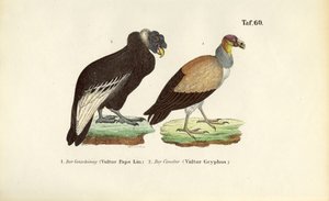  de J. W. Tenhaeff