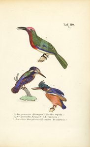  de J. W. Tenhaeff