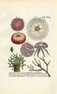  de J. W. Tenhaeff