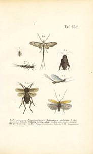  de J. W. Tenhaeff