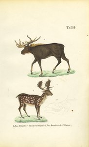 de J. W. Tenhaeff