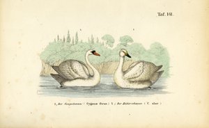  de J. W. Tenhaeff