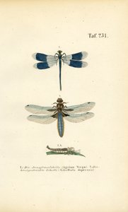  de J. W. Tenhaeff