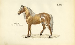  de J. W. Tenhaeff
