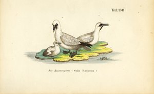  de J. W. Tenhaeff